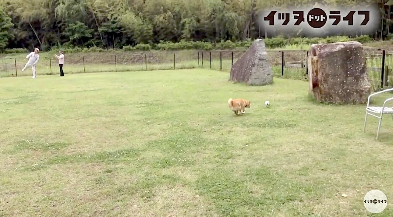 柴犬,動画,イッヌドットライフ
