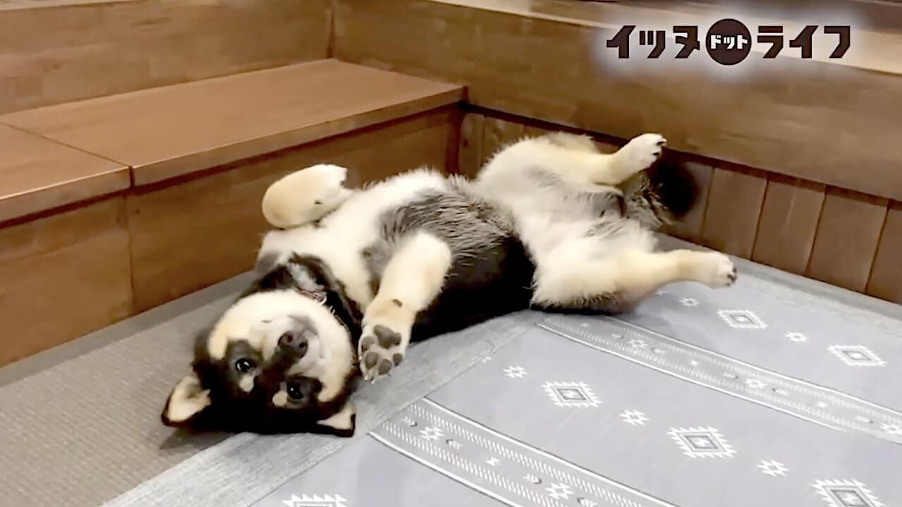 柴犬,動画,イッヌドットライフ