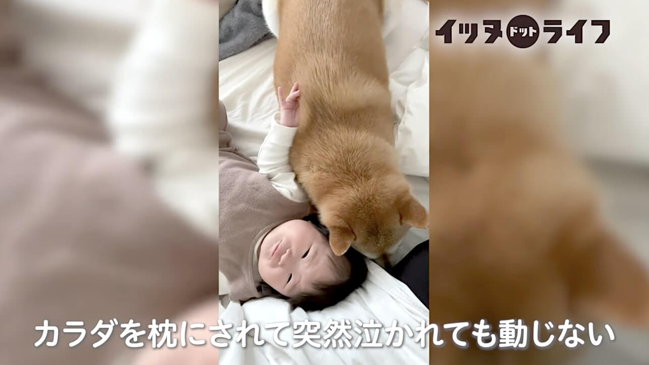 柴犬,動画,イッヌドットライフ