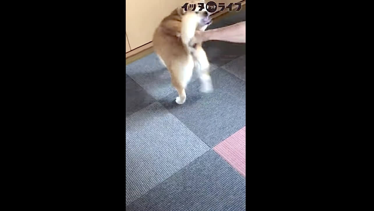柴犬,動画,イッヌドットライフ