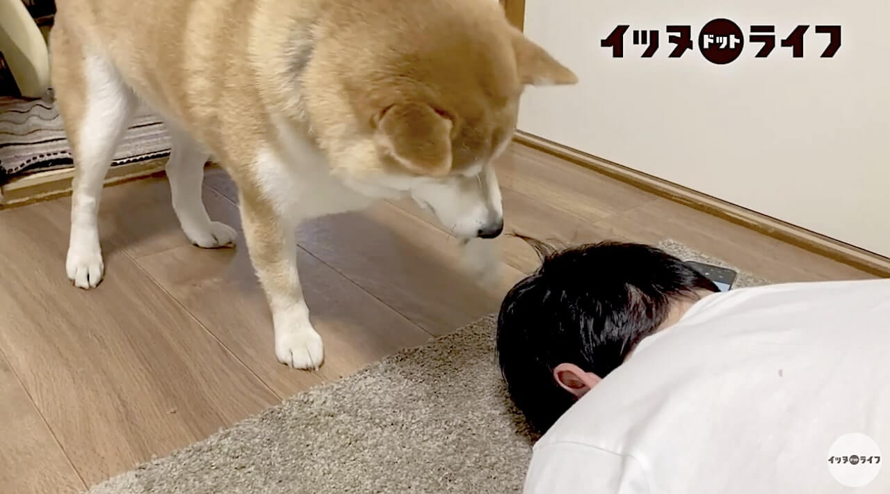 柴犬,動画,イッヌドットライフ