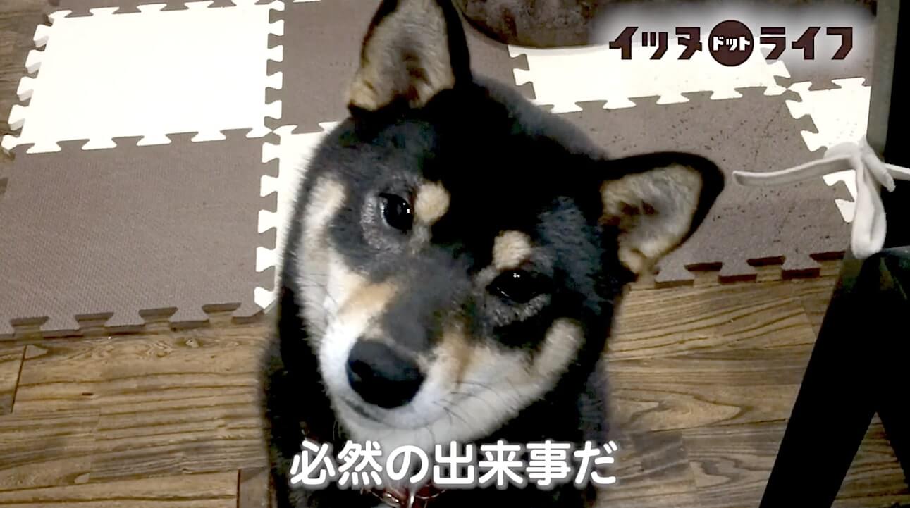 柴犬,動画,イッヌドットライフ