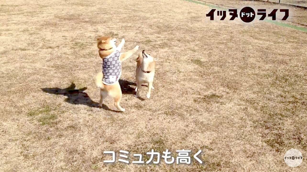 柴犬,動画,イッヌドットライフ