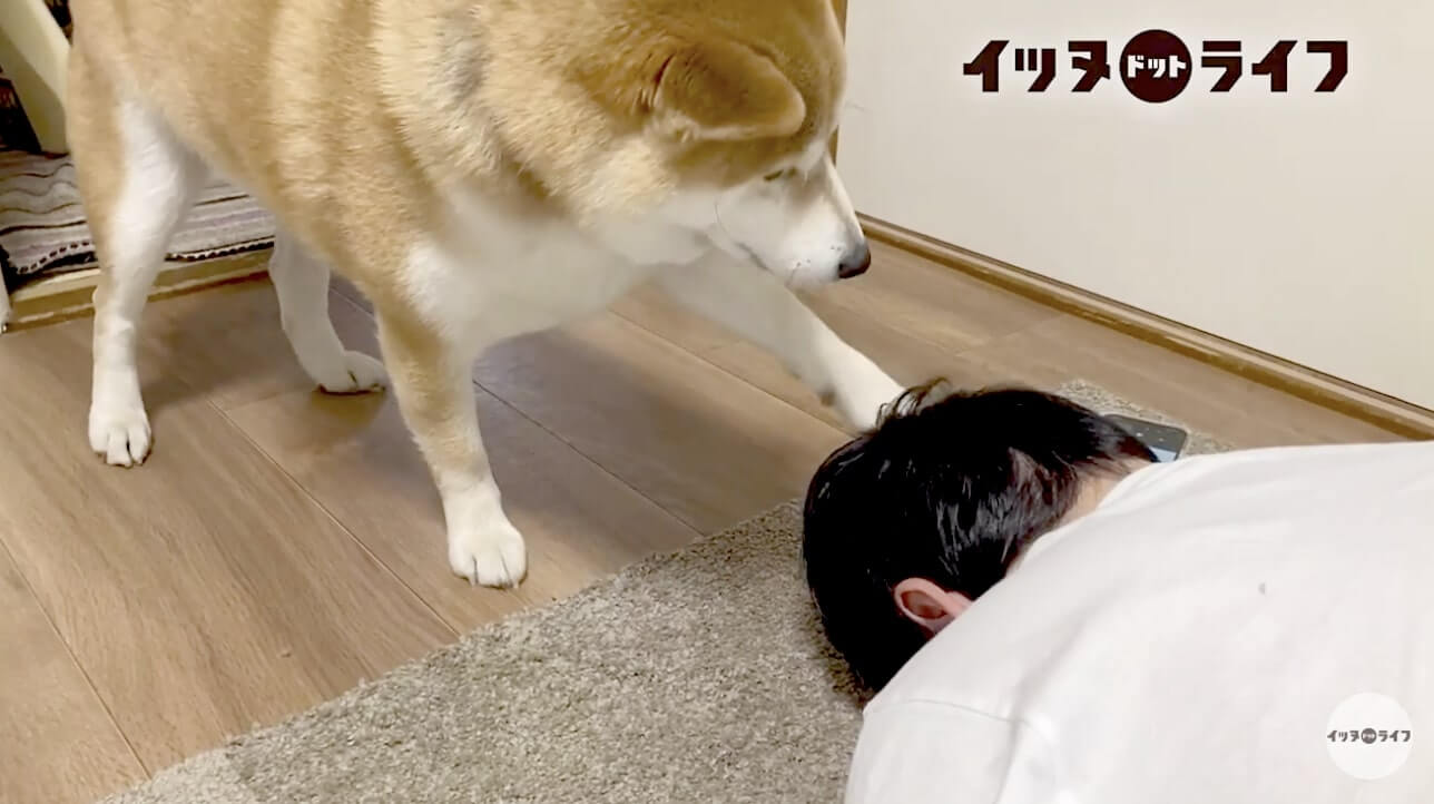 柴犬,動画,イッヌドットライフ