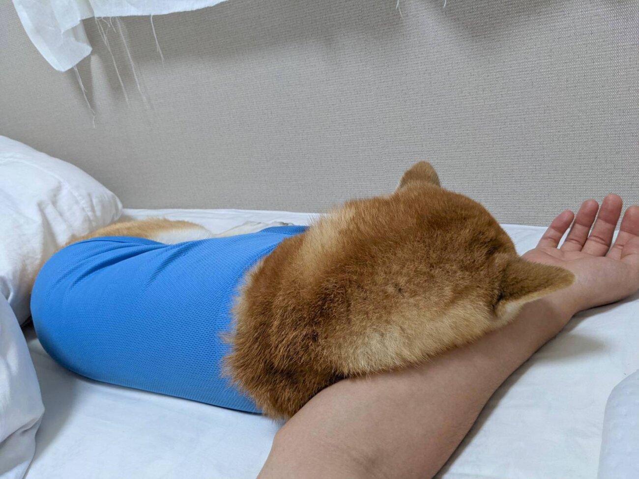 柴犬,アキナ山名,おまめ