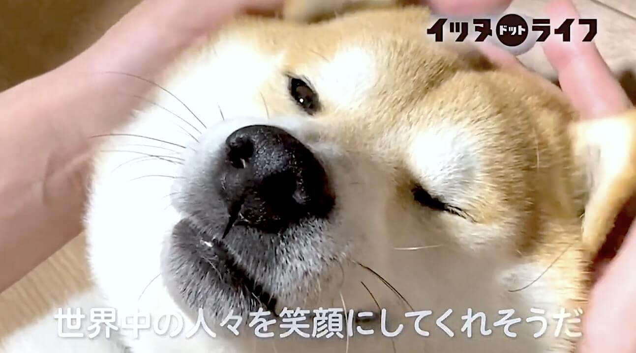 柴犬,動画,イッヌドットライフ