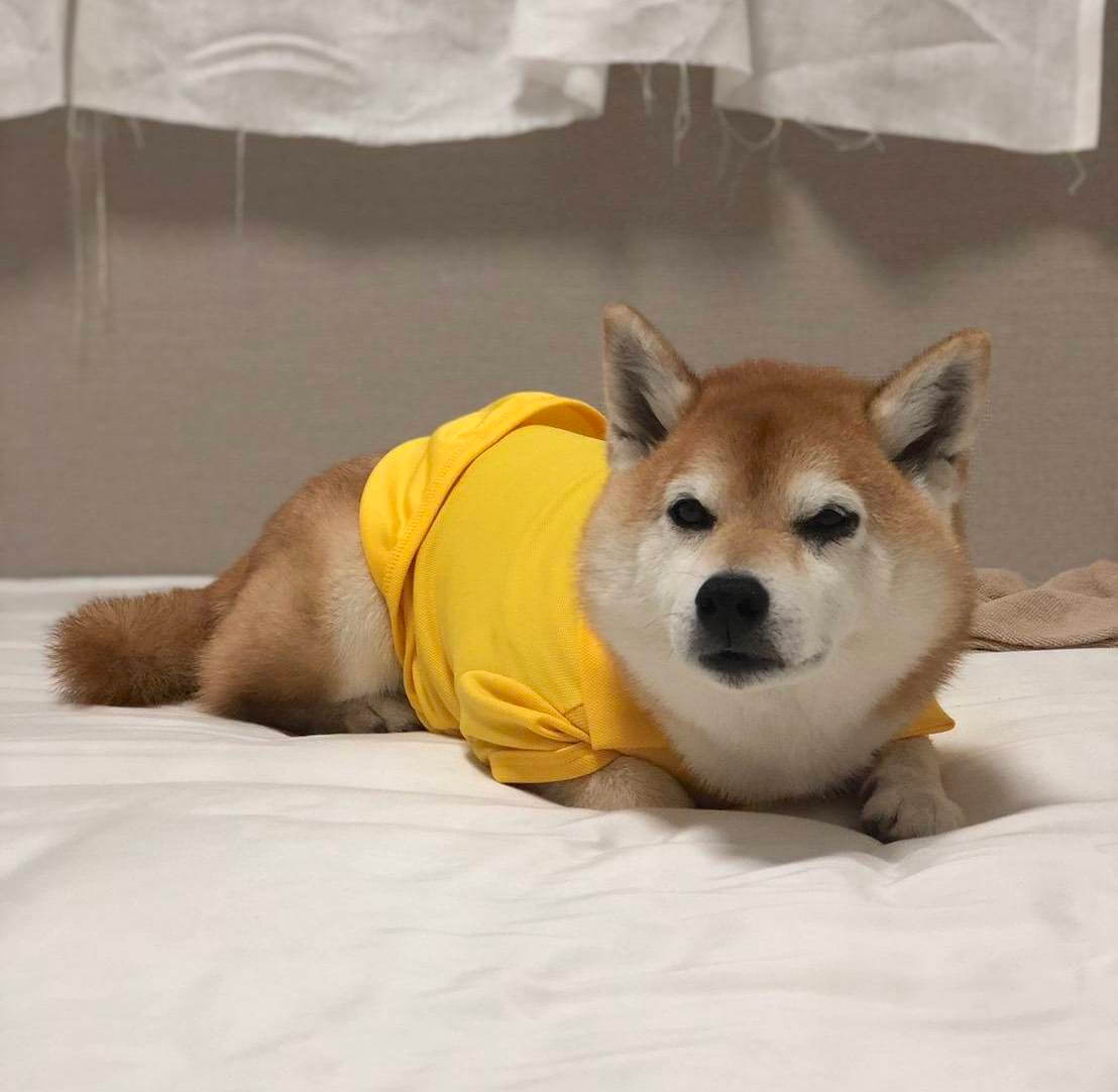 柴犬,アキナ山名,おまめ