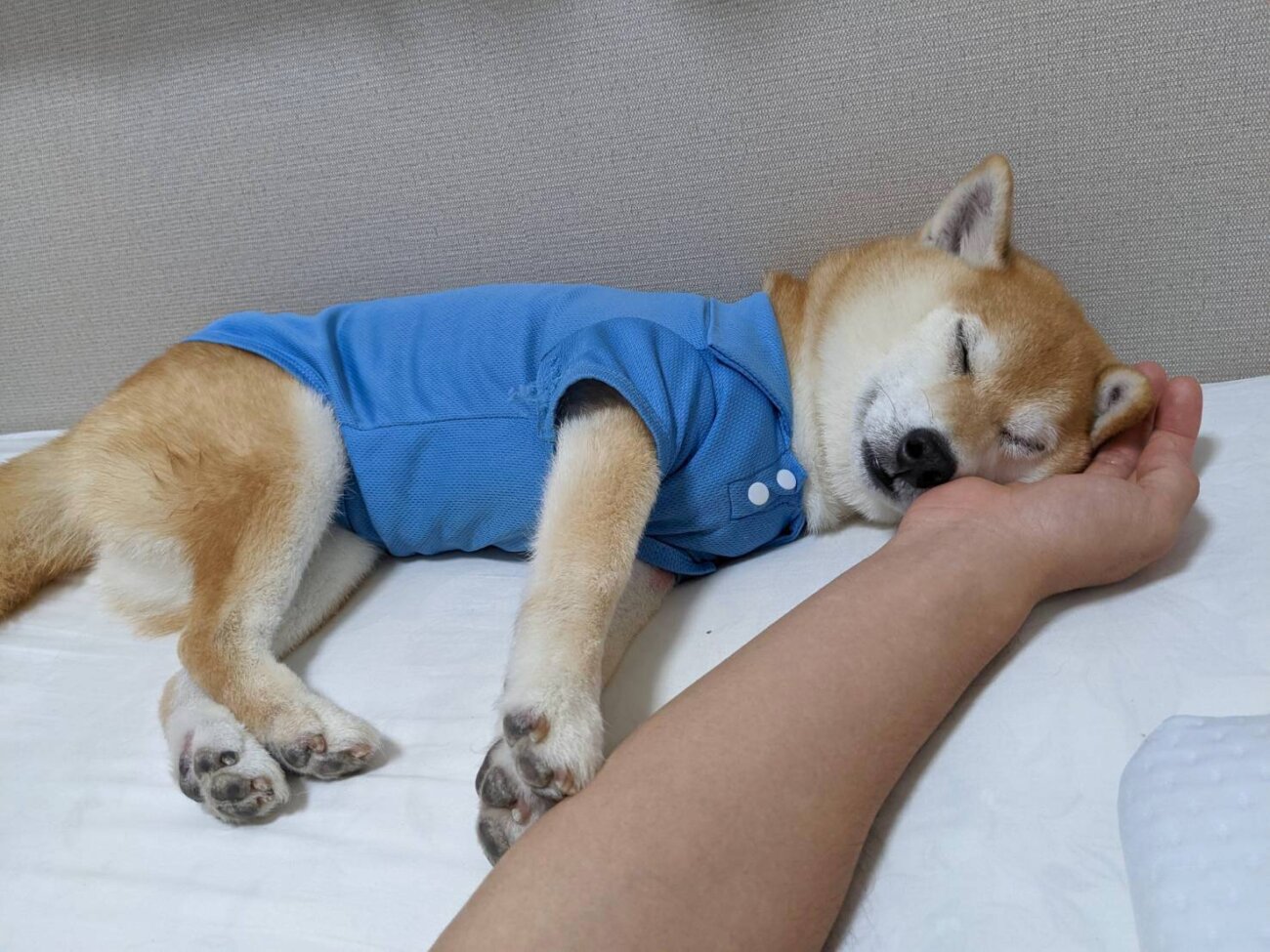 柴犬,アキナ山名,おまめ