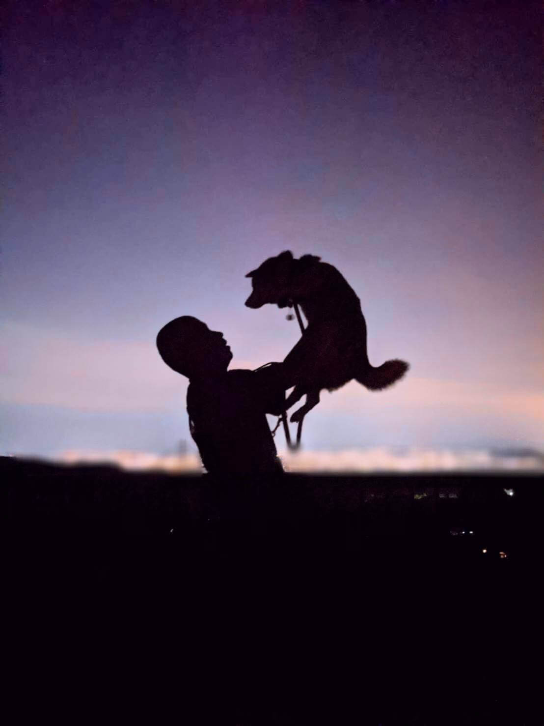 柴犬,アキナ山名,おまめ