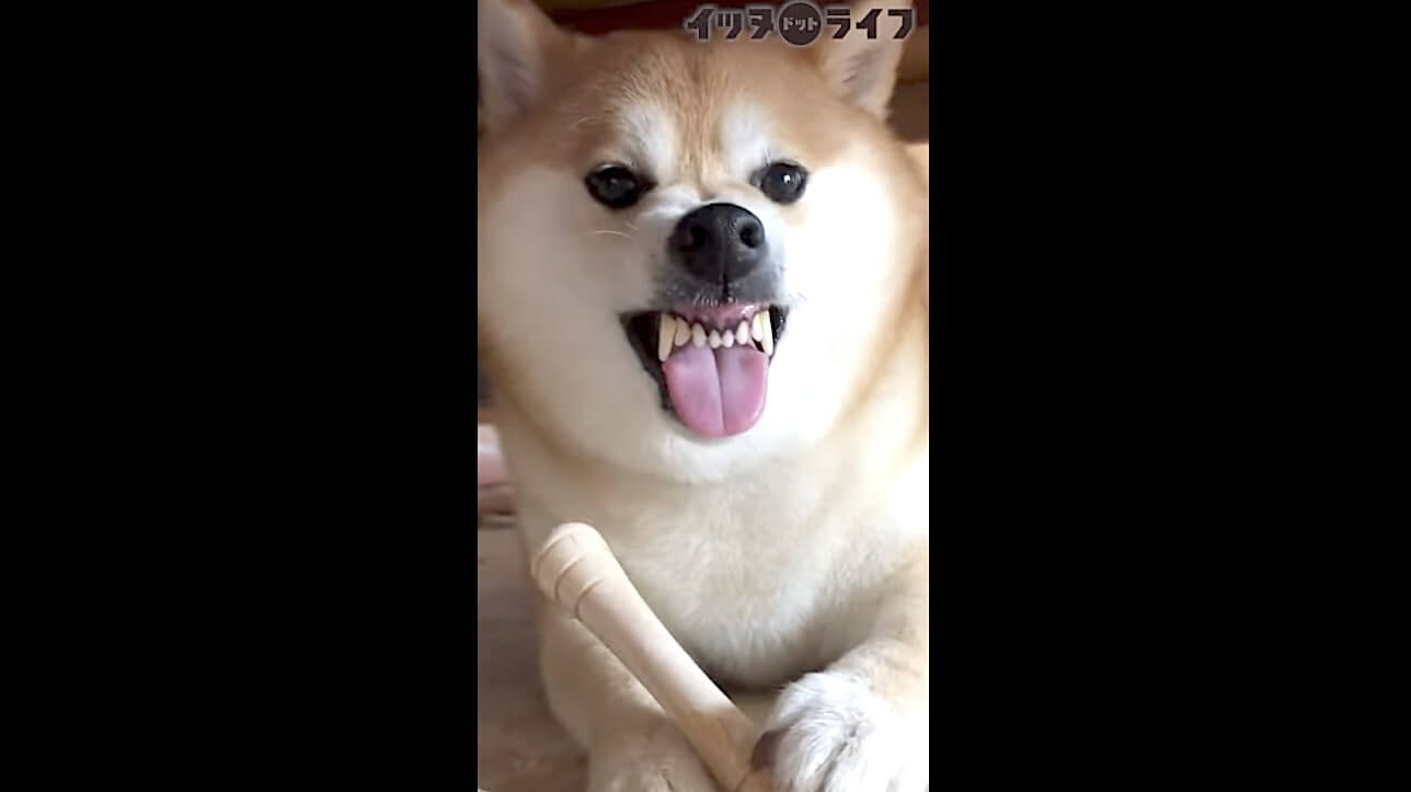 柴犬,動画,イッヌドットライフ