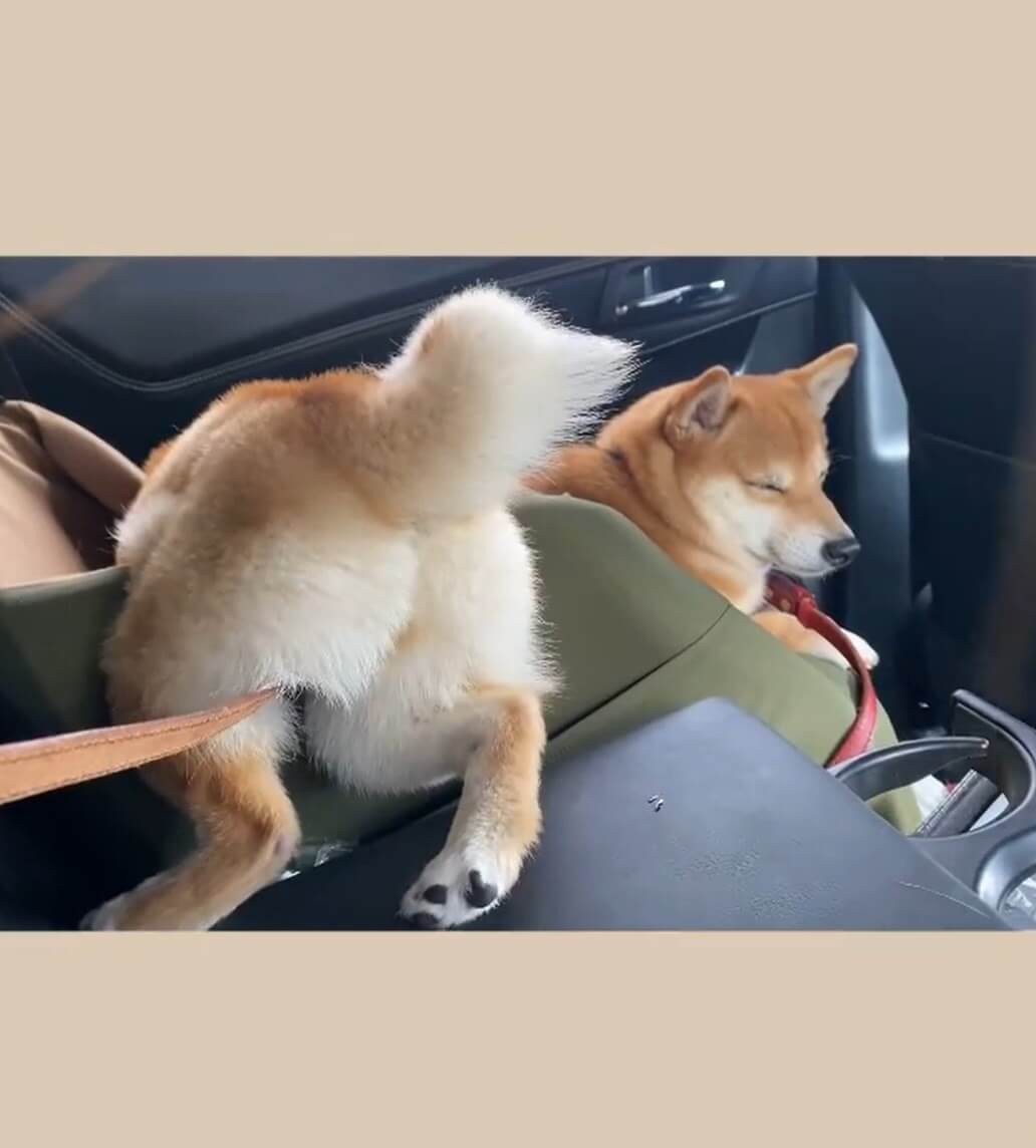 柴犬,Instagram