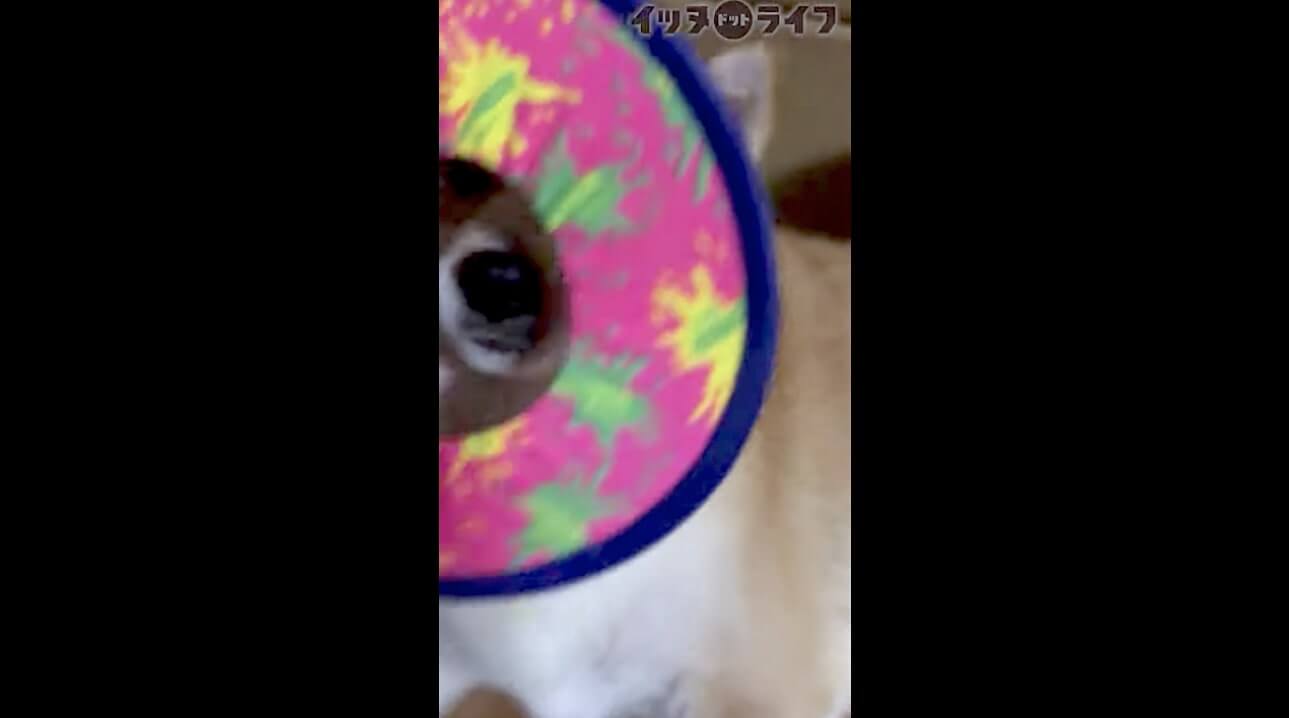 柴犬,動画,イッヌドットライフ