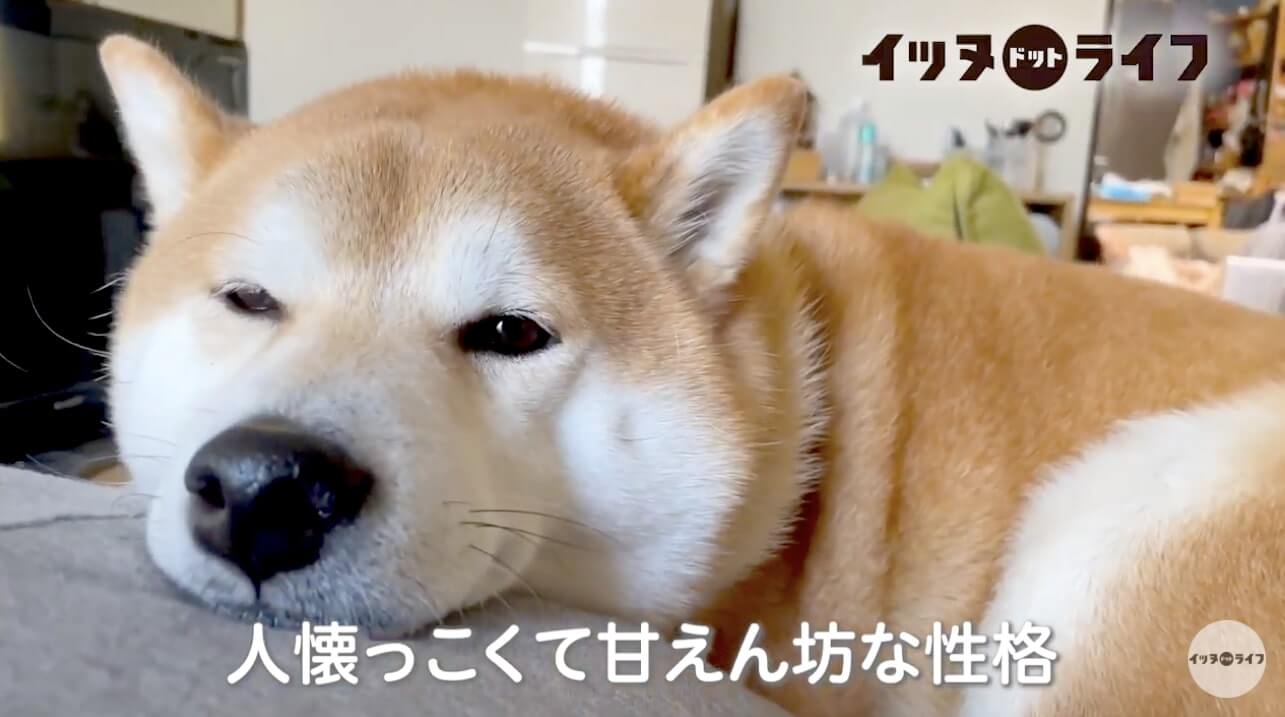 柴犬,動画,イッヌドットライフ