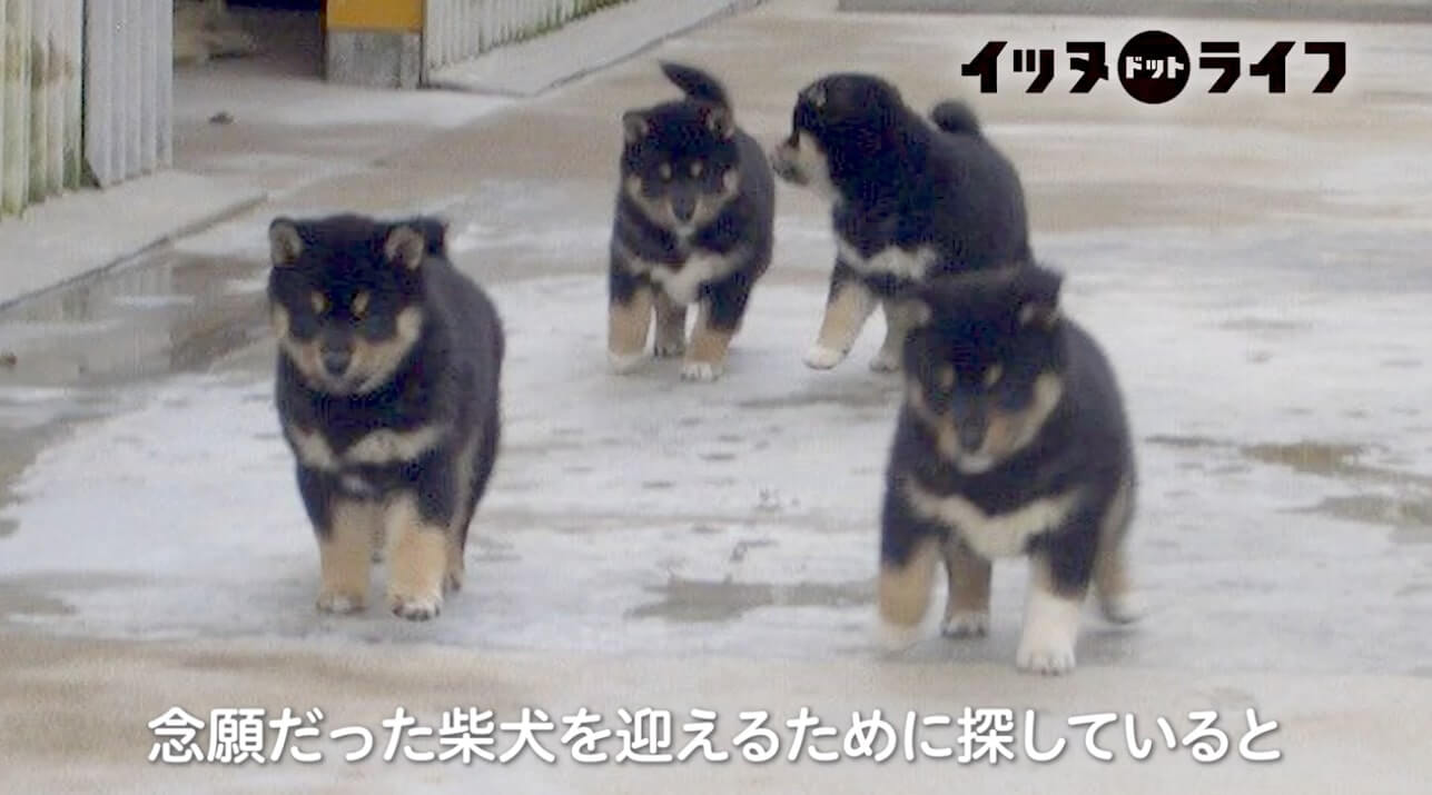 柴犬,動画,イッヌドットライフ