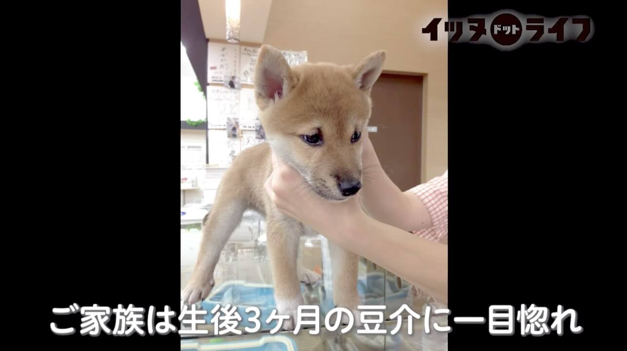 柴犬,動画,イッヌドットライフ