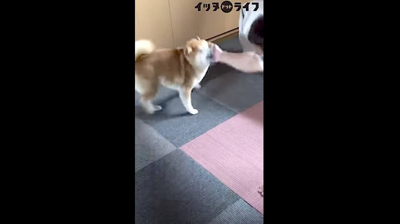 柴犬,動画,イッヌドットライフ