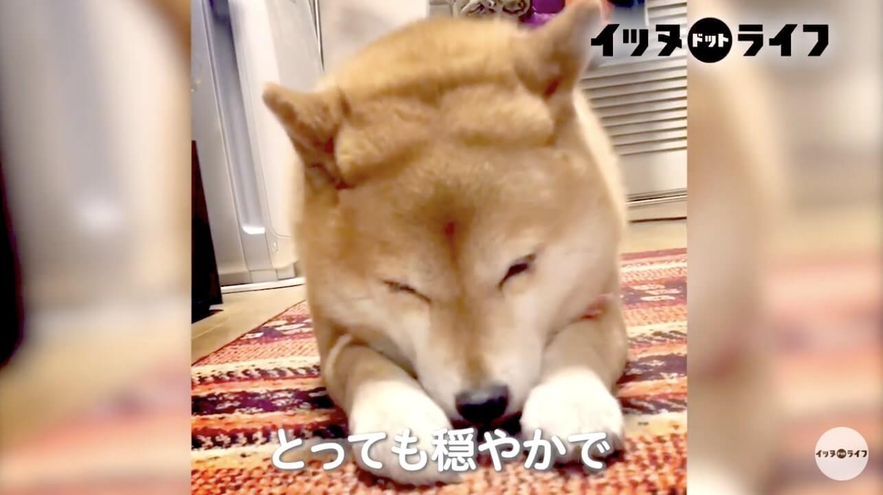 柴犬,動画,イッヌドットライフ