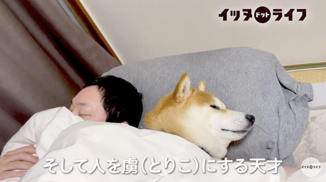 柴犬,動画,イッヌドットライフ