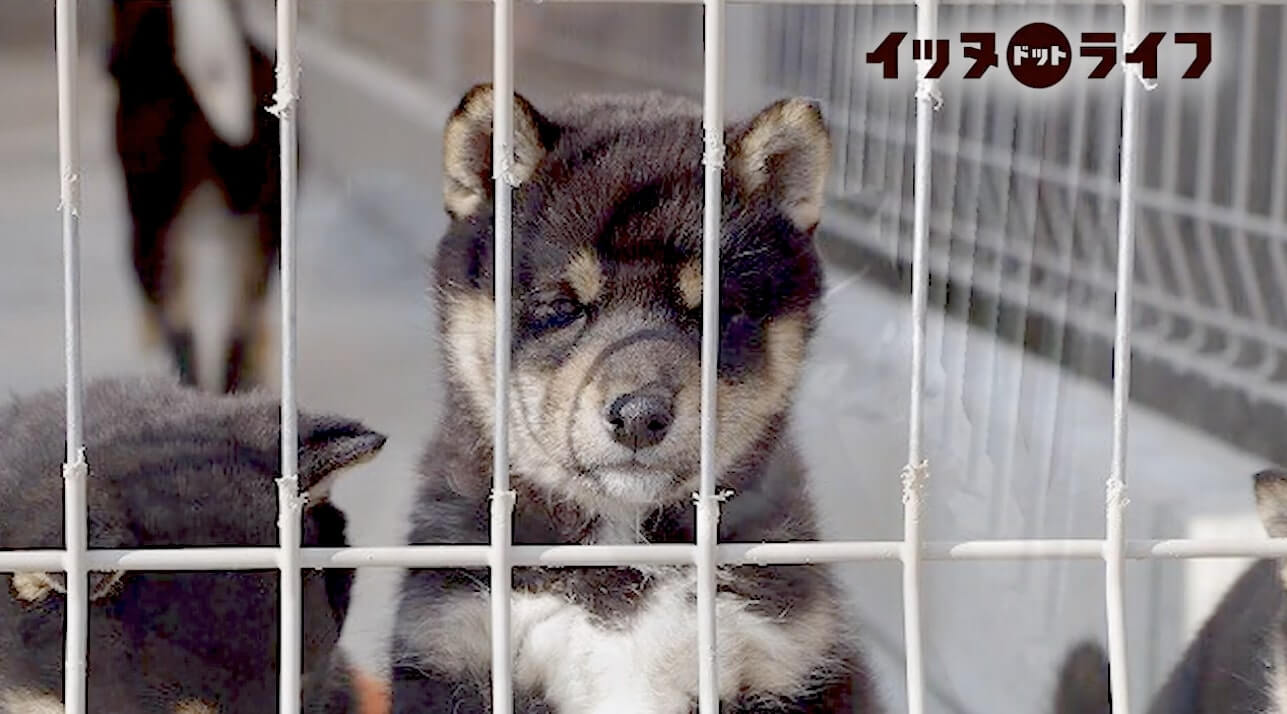 柴犬,動画,イッヌドットライフ