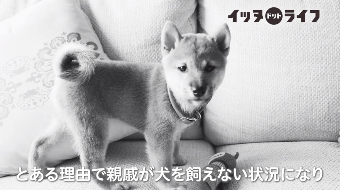 柴犬,動画,イッヌドットライフ