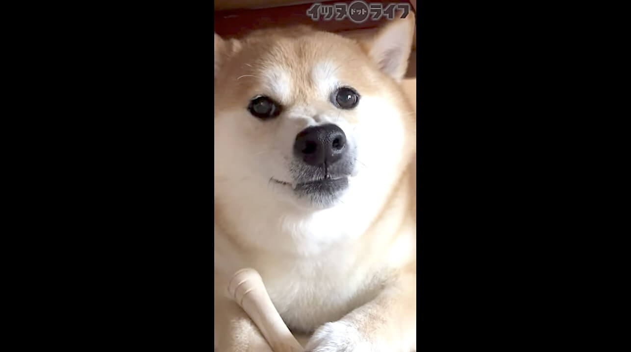柴犬,動画,イッヌドットライフ