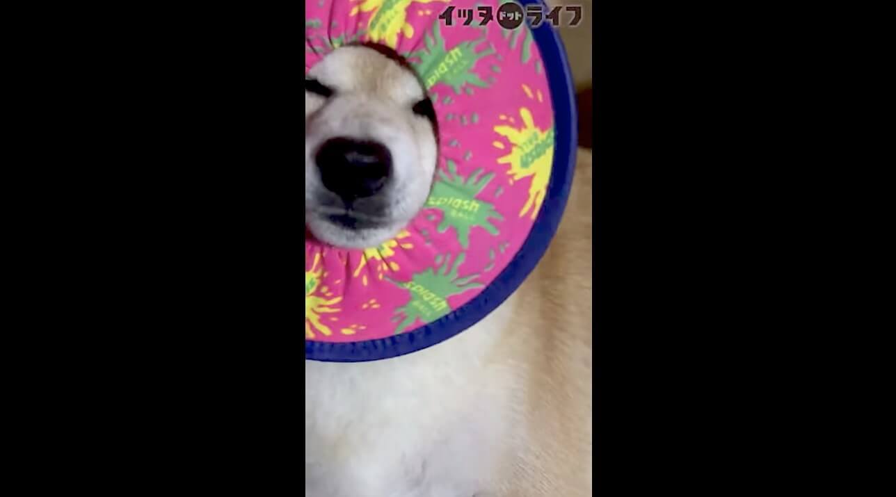 柴犬,動画,イッヌドットライフ