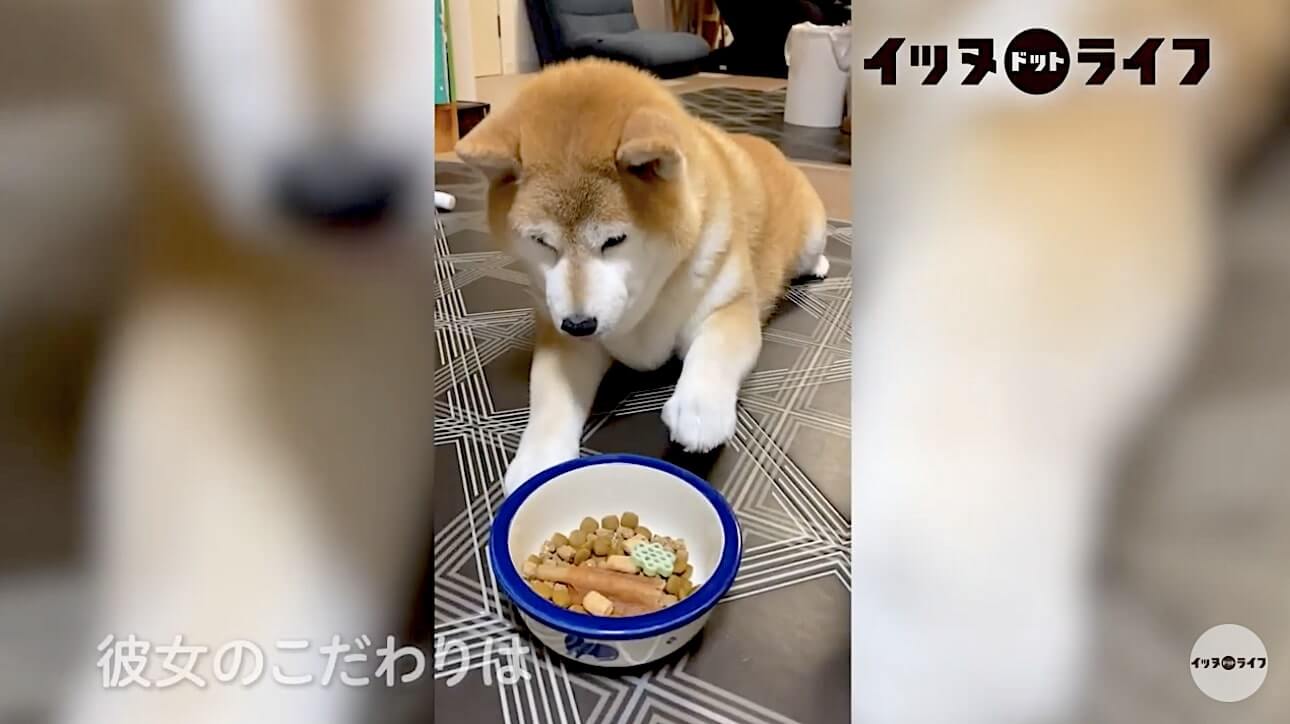 柴犬,動画,イッヌドットライフ