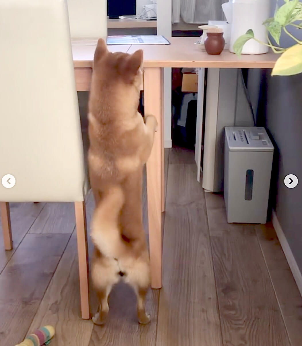 柴犬,Instagram