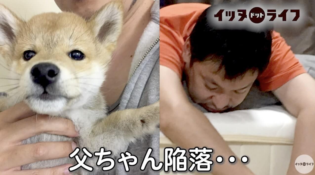 柴犬,動画,イッヌドットライフ