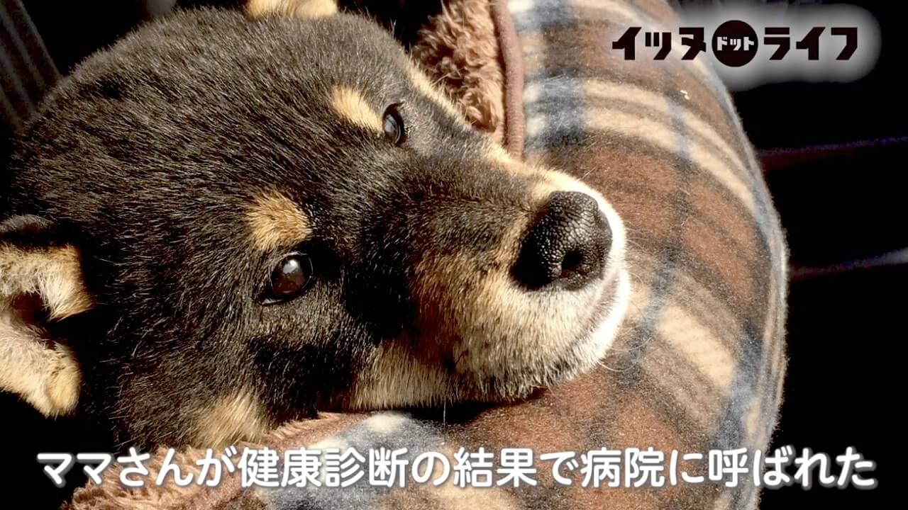 柴犬,動画,イッヌドットライフ