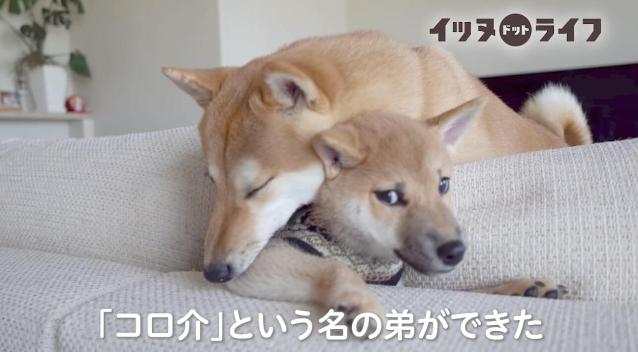 柴犬,動画,イッヌドットライフ