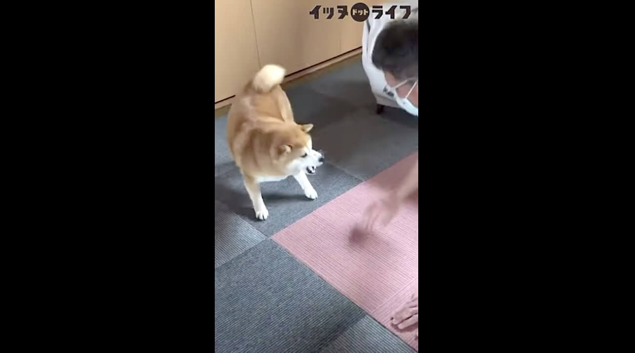柴犬,動画,イッヌドットライフ