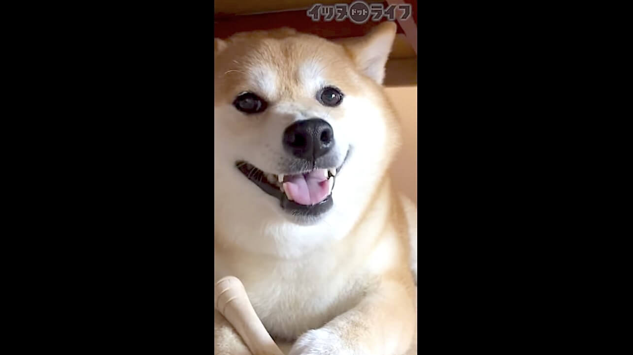 柴犬,動画,イッヌドットライフ