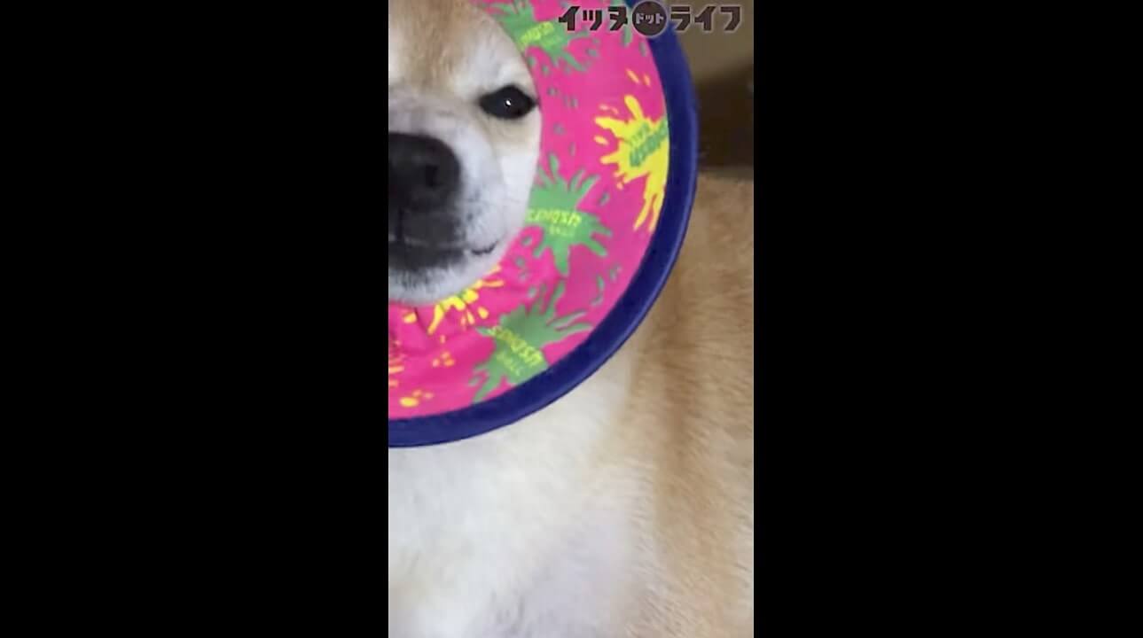 柴犬,動画,イッヌドットライフ