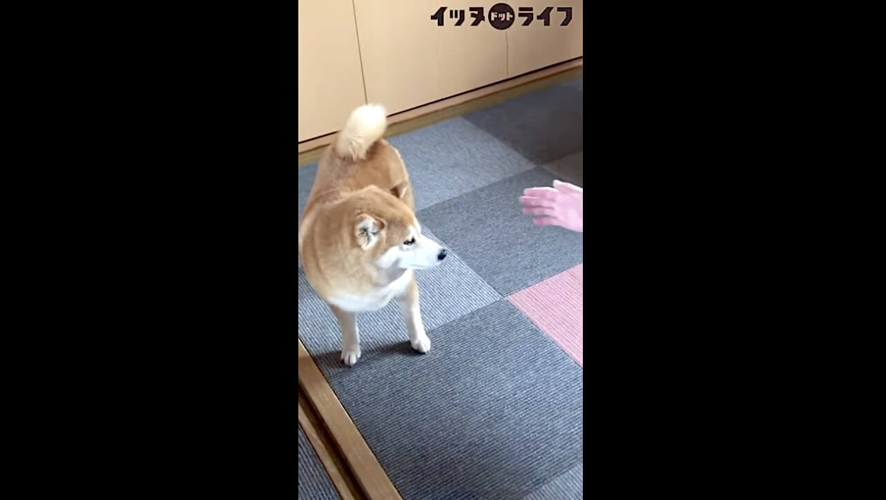 柴犬,動画,イッヌドットライフ