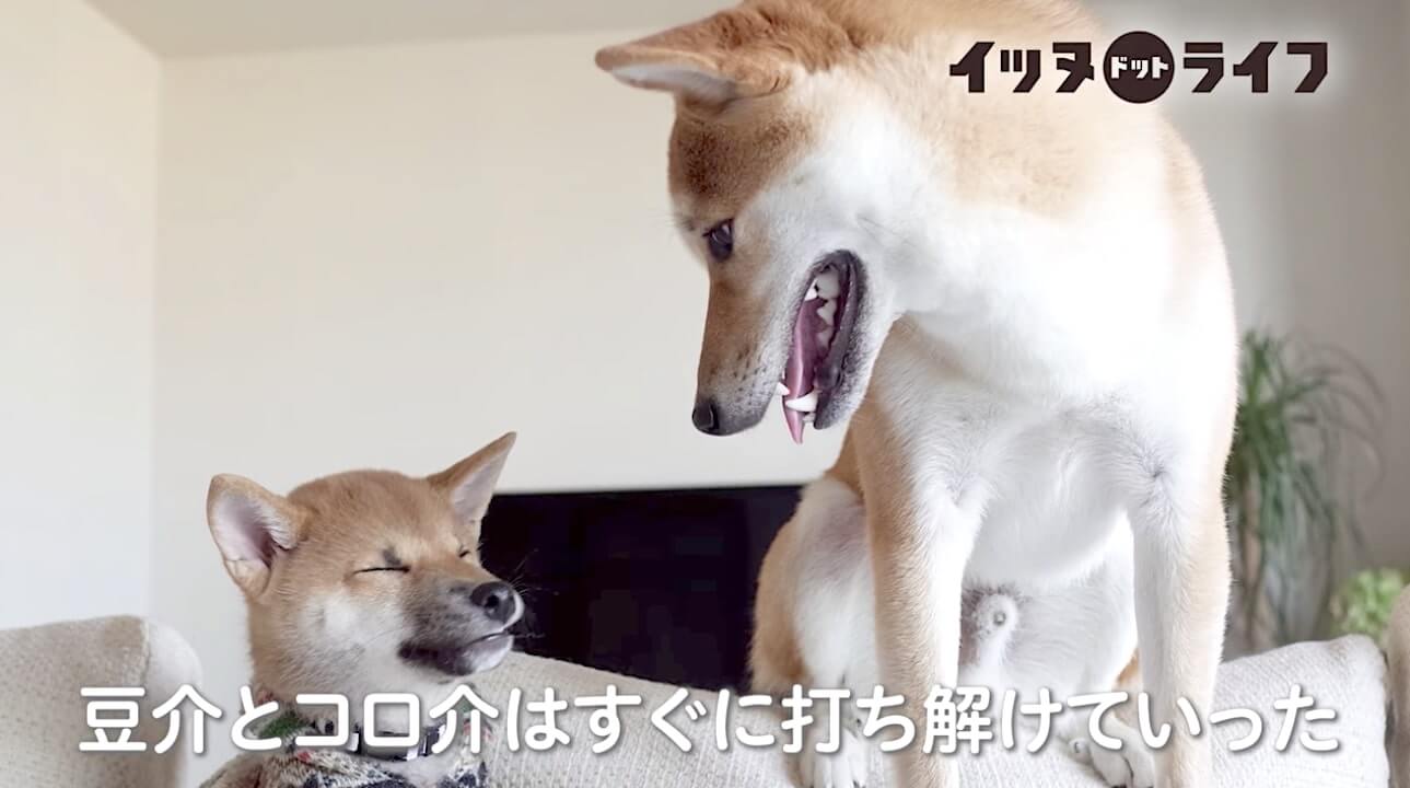 柴犬,動画,イッヌドットライフ