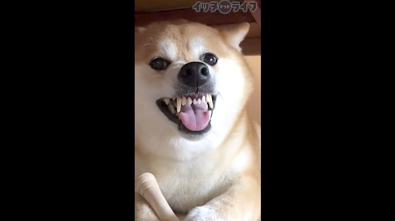 柴犬,動画,イッヌドットライフ