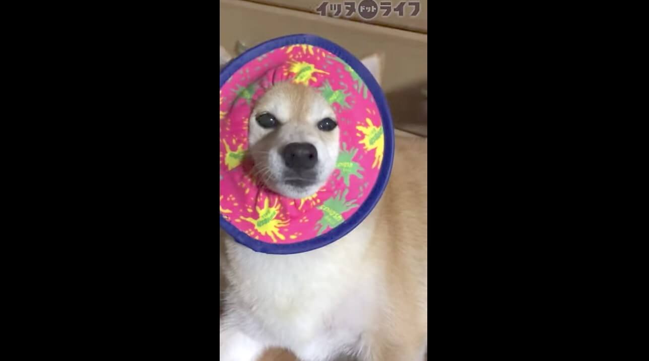 柴犬,動画,イッヌドットライフ