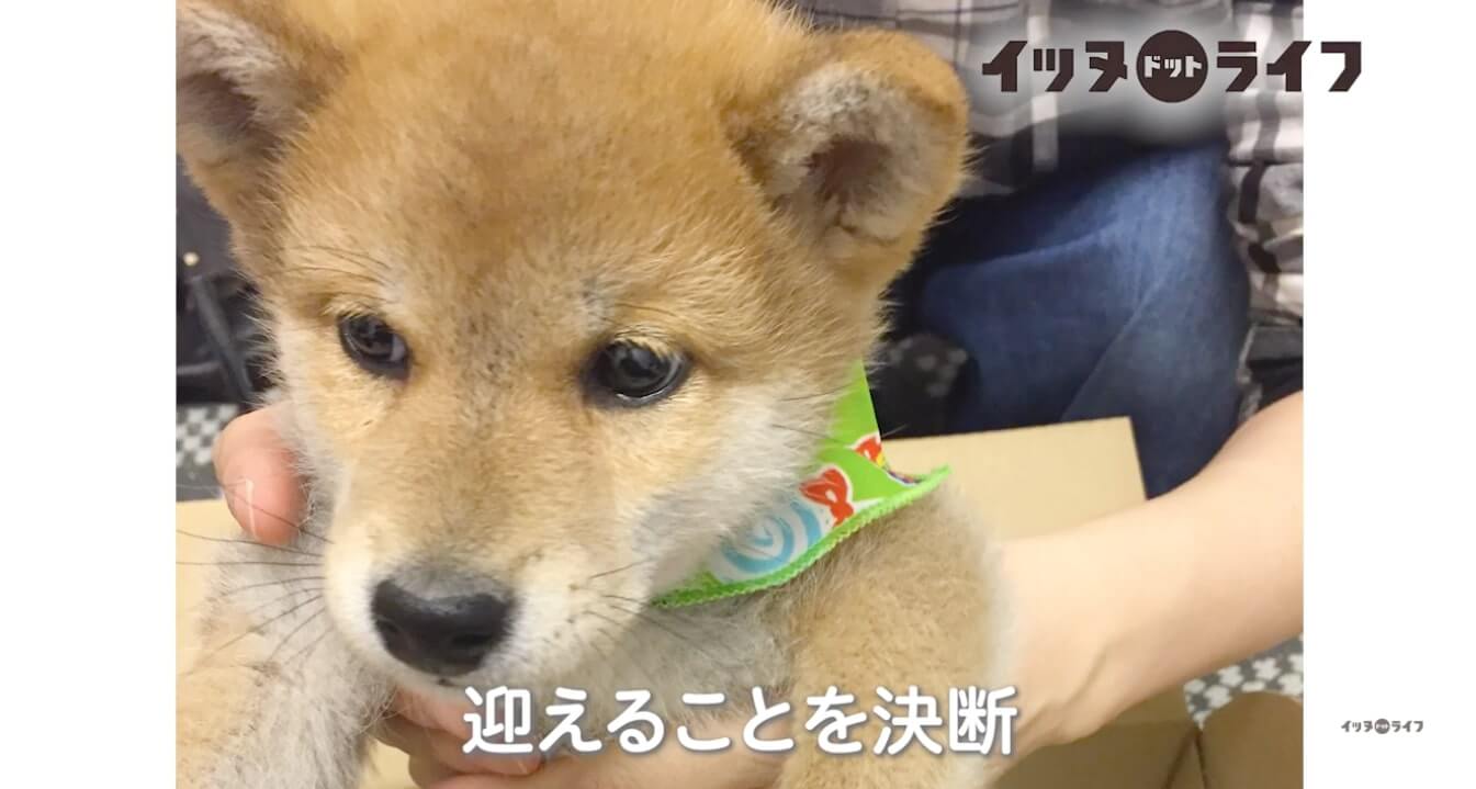 柴犬,動画,イッヌドットライフ