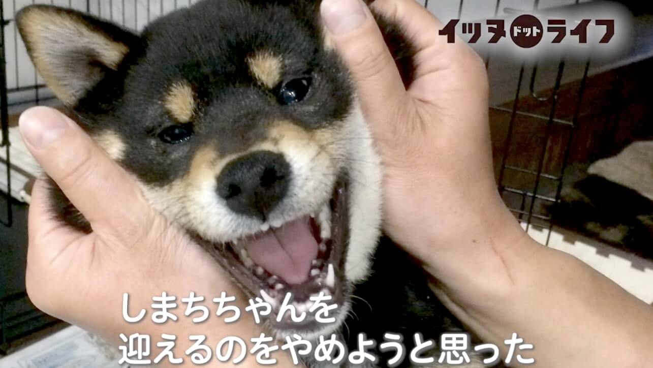 柴犬,動画,イッヌドットライフ