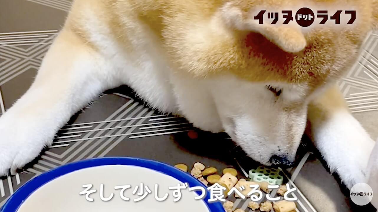柴犬,動画,イッヌドットライフ