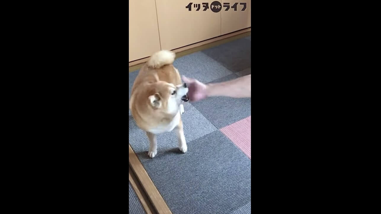 柴犬,動画,イッヌドットライフ
