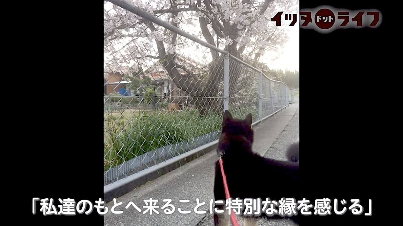 柴犬,動画,イッヌドットライフ