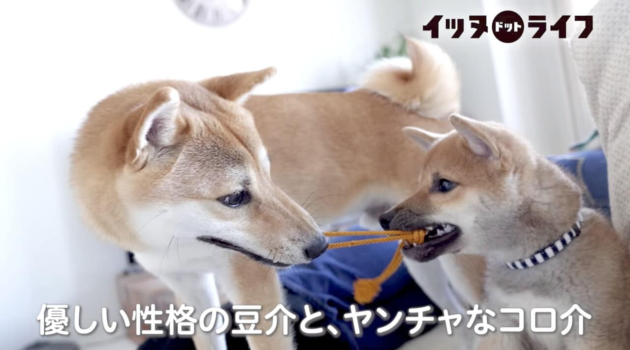 柴犬,動画,イッヌドットライフ