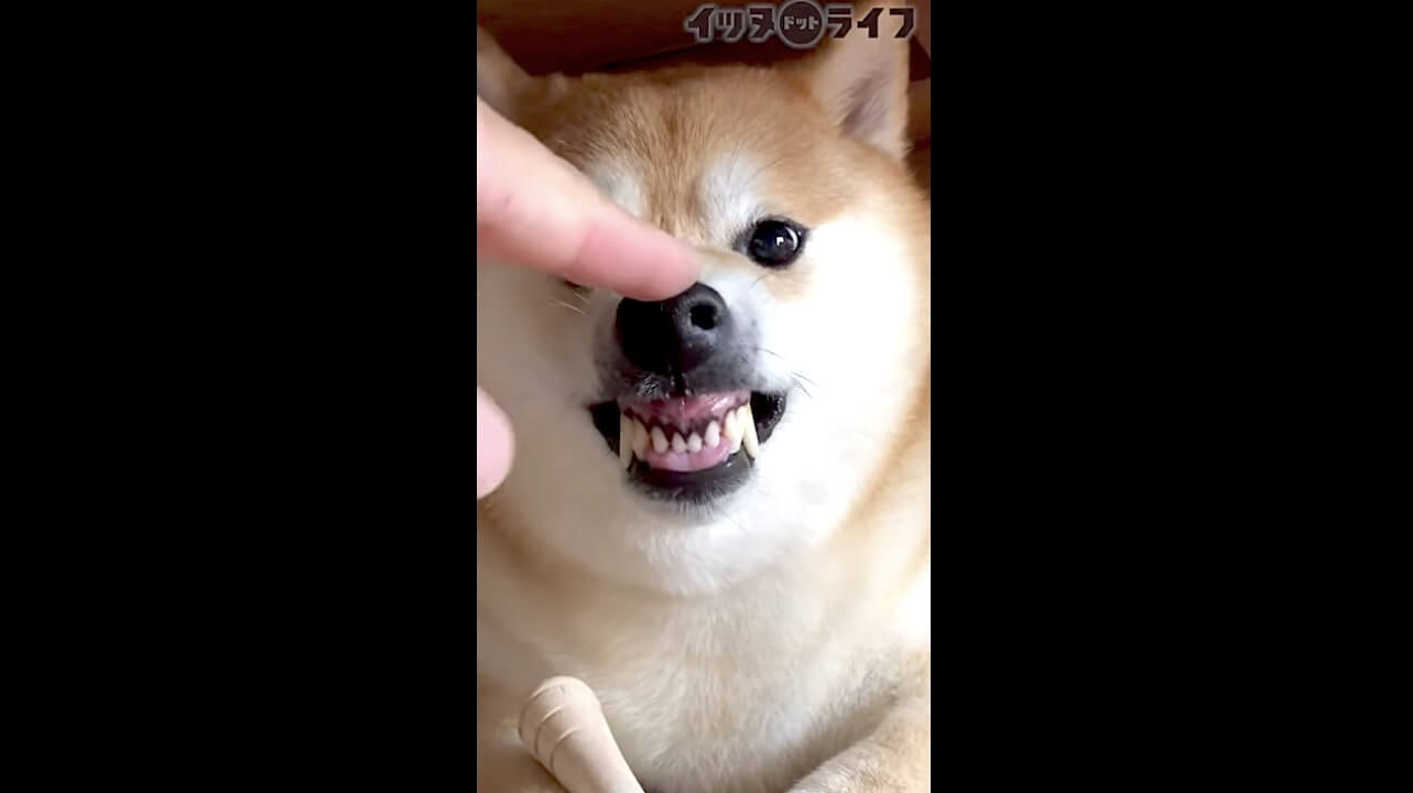 柴犬,動画,イッヌドットライフ