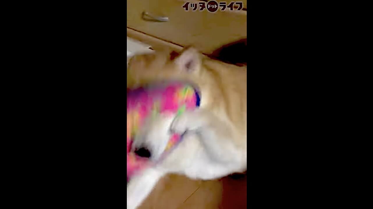 柴犬,動画,イッヌドットライフ
