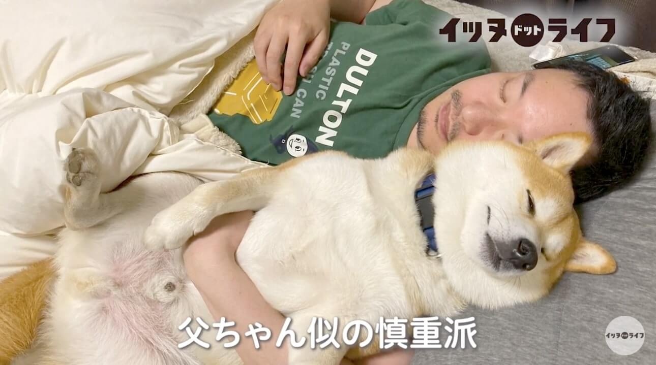 柴犬,動画,イッヌドットライフ