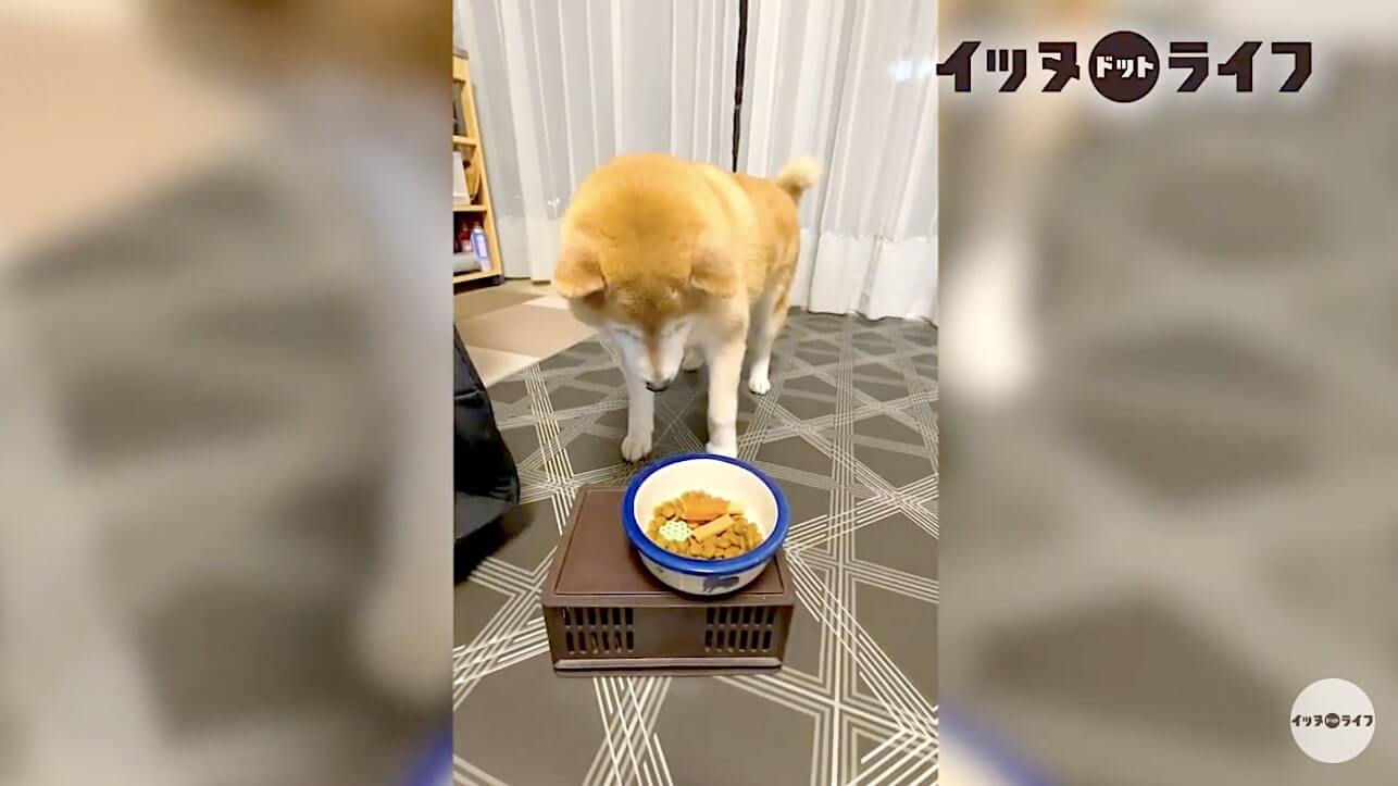 柴犬,動画,イッヌドットライフ