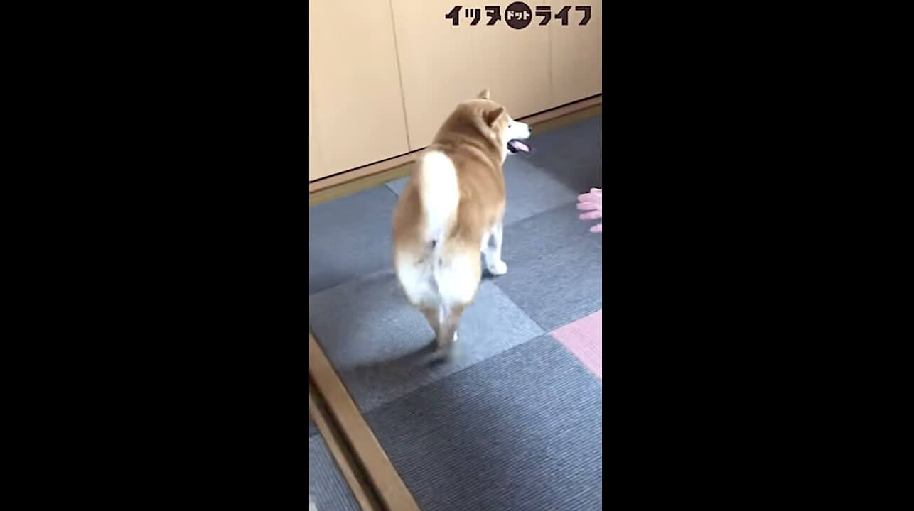 柴犬,動画,イッヌドットライフ