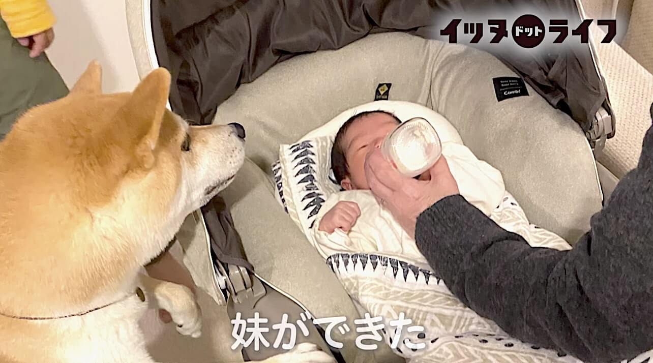 柴犬,動画,イッヌドットライフ